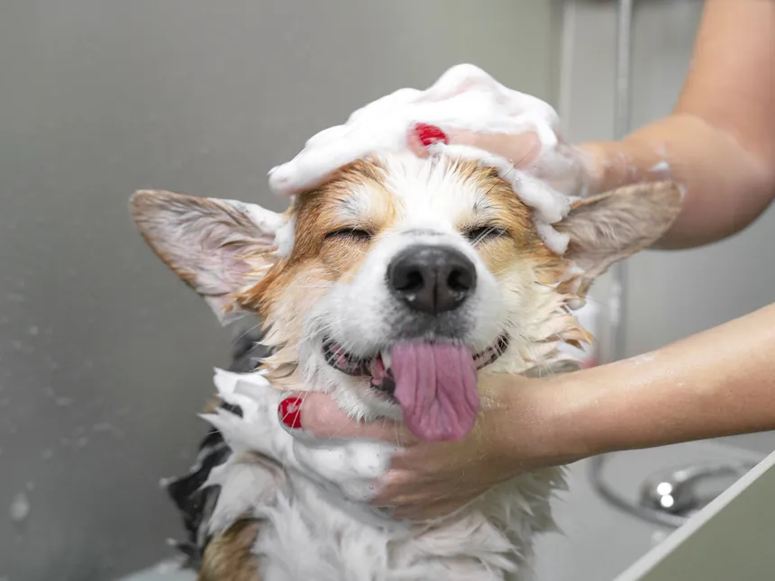 Cãozinho tomando banho na Aris Pet Spa