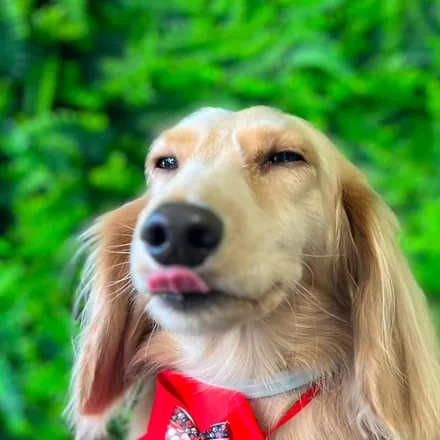 Pet tosado e feliz na Aris