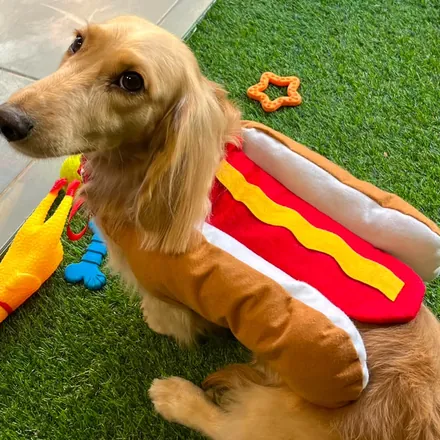 Pet tosado e feliz na Aris